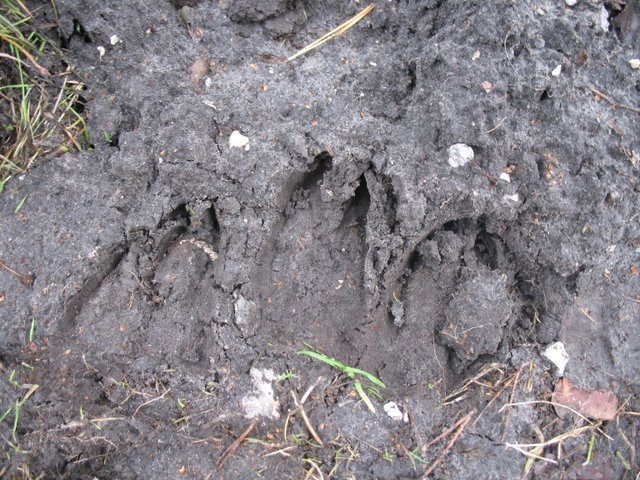 Traces de cervidés 2